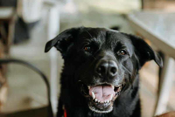 Welche Tiere zeigen besondere Anpassungen an extreme LebensrÃ¤ume?